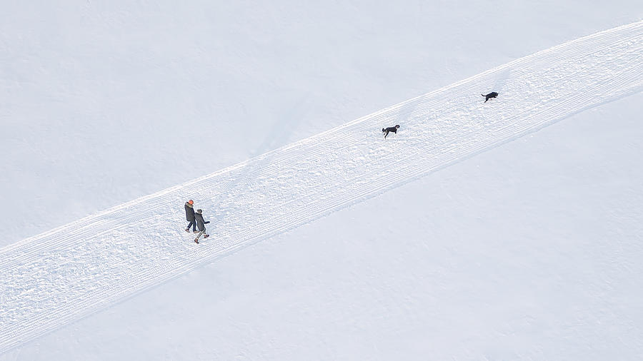 Walking Dogs Photograph by Mei Xu