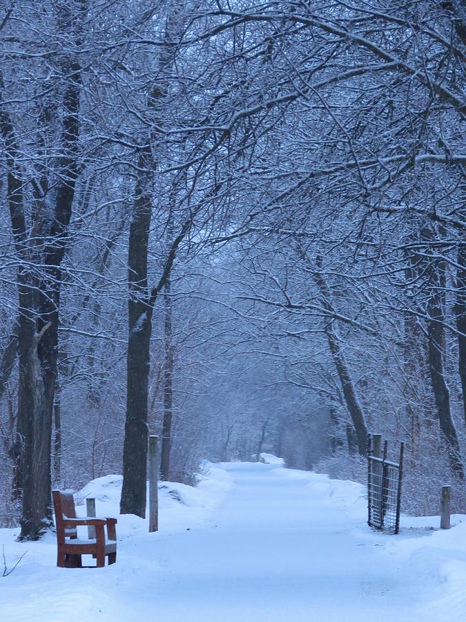 Walking in a Winter Wonderland  Photograph by Lori Frisch