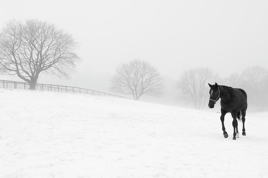Winter Mixed Media - Walking In Fog by Erin Clark