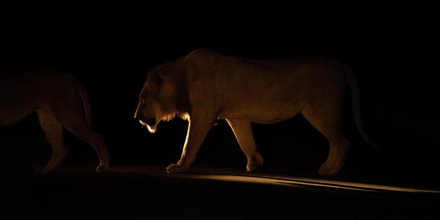 Walking in the Darkness Photograph by Mark Hunter