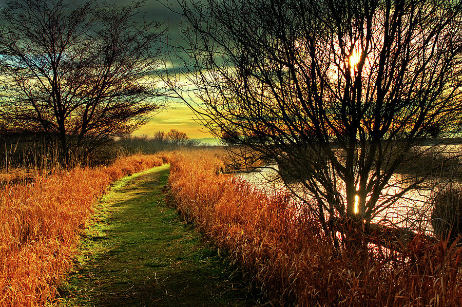 Walking In The Marsh At Sunset Photograph by Totororo - Fine Art America