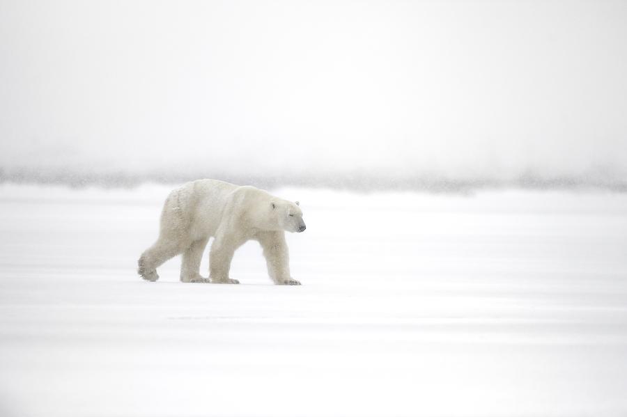 Polar Bear Photograph - Walking In The Snow by Marco Pozzi