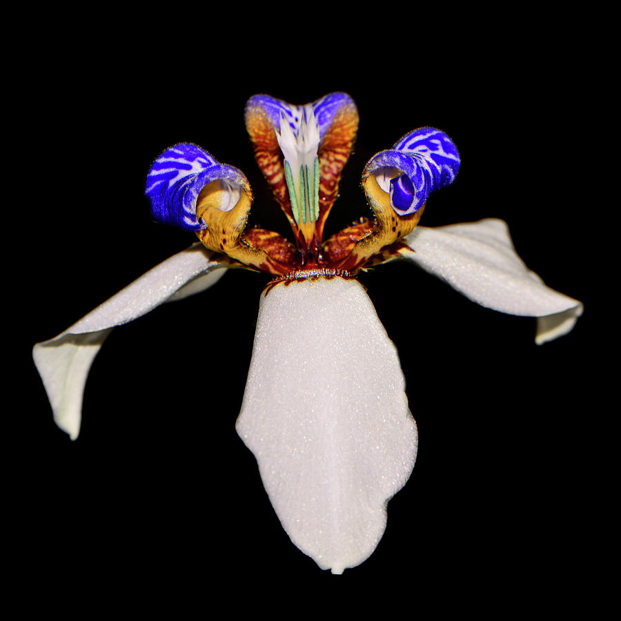Walking Iris - Neomarica gracilis 022 Photograph by George Bostian