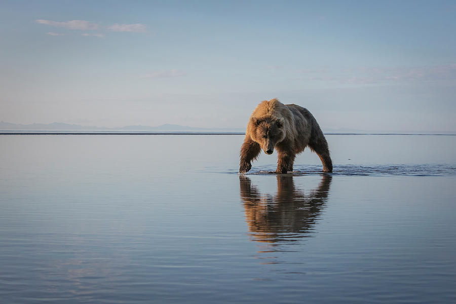 Bear Photograph - Walking My Walk by Renee Doyle