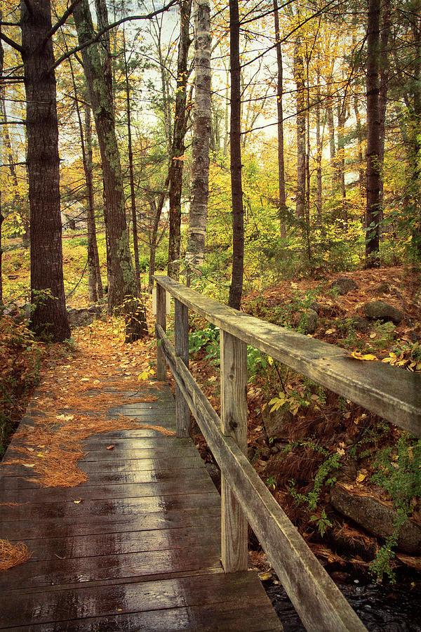 Walking Path in Autumn Photograph by Joann Vitali