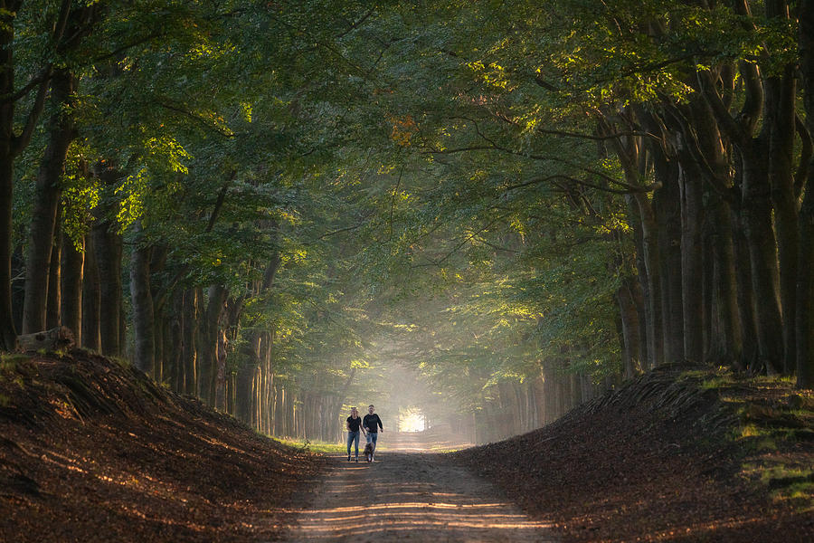 Walking The Dog In The Forest Photograph by Anges Van Der Logt