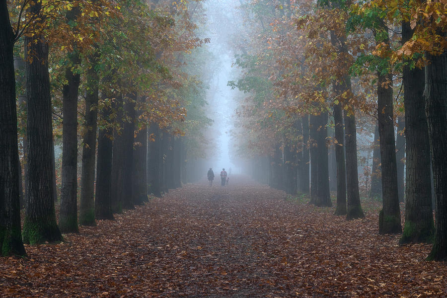 Walking The Dog In The Mist Photograph by Anges Van Der Logt