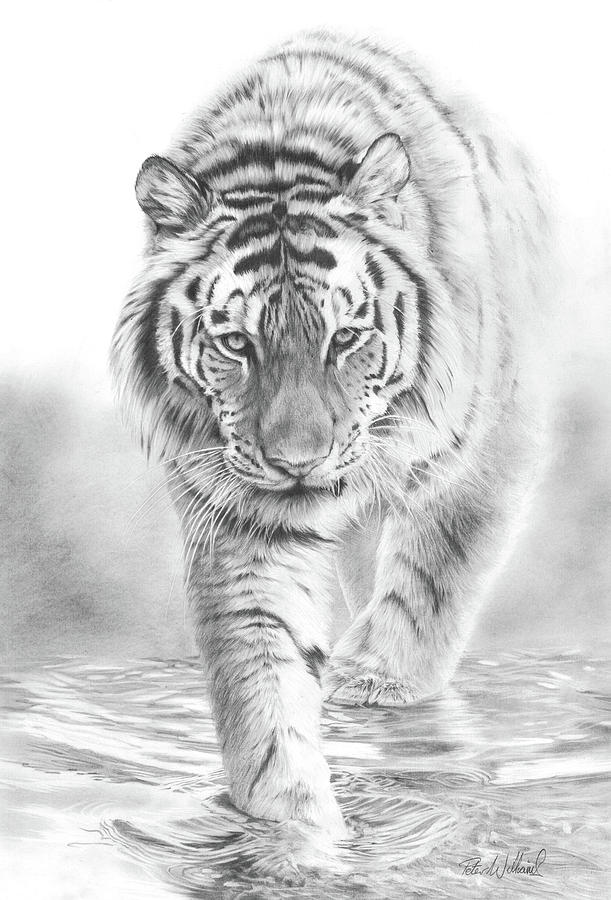 tiger walking away drawing