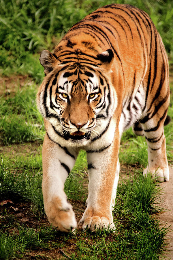 Walking Tiger Photograph by Don Johnson