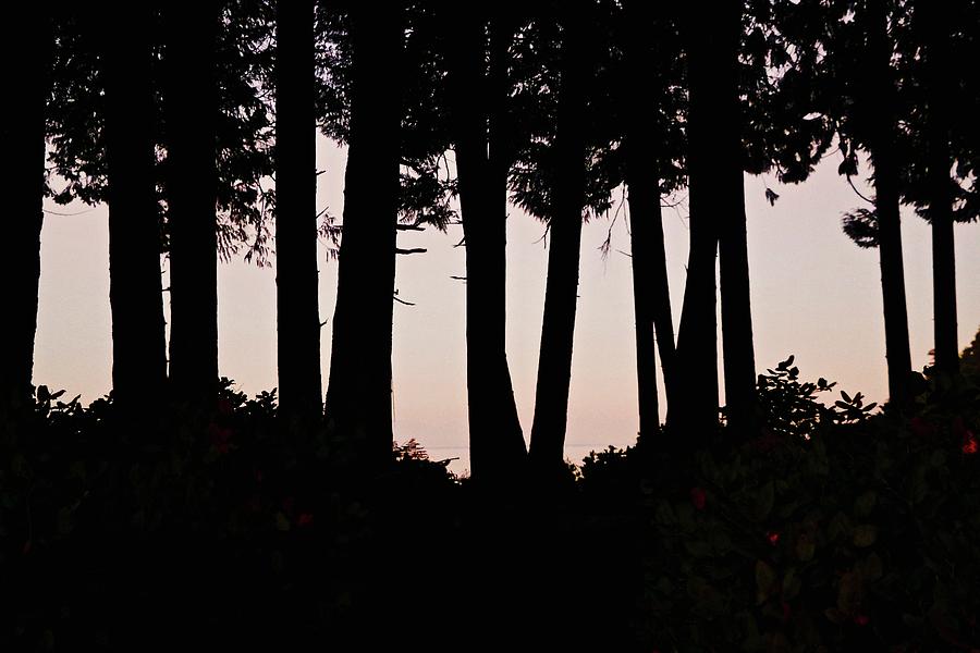 Walking Trees Photograph by Brian Sereda