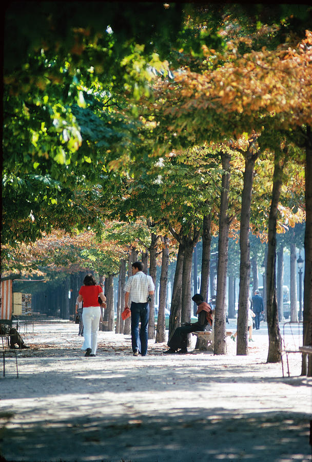 Walking Under Fall Trees In Paris Photograph