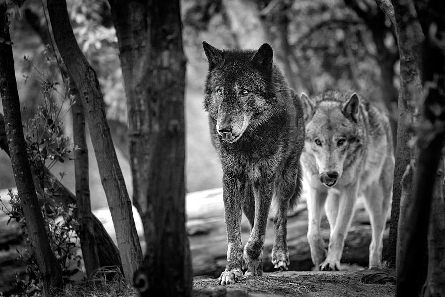 Wolves Photograph - Walking Wolves by Eiji Itoyama