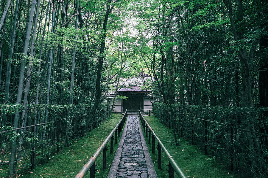 Tree Photograph - Walkway Amidst Trees At Daitoku-ji Temple by Cavan Images