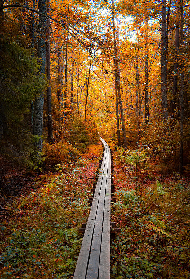 Landscape Photograph - Walkway In The Forest by Christian Lindsten