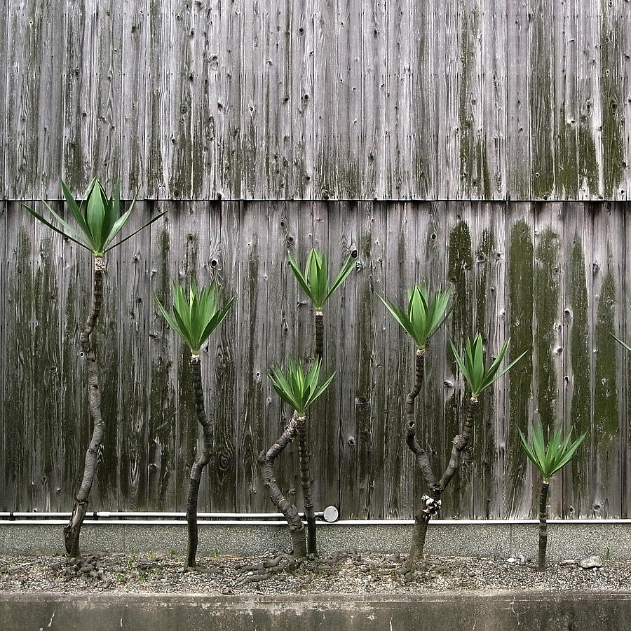 Wall And Plant Photograph by Photographer, Loves Art, Lives In Kyoto Wall And Plant Photograph by Photographer, Loves Art, Lives In Kyoto