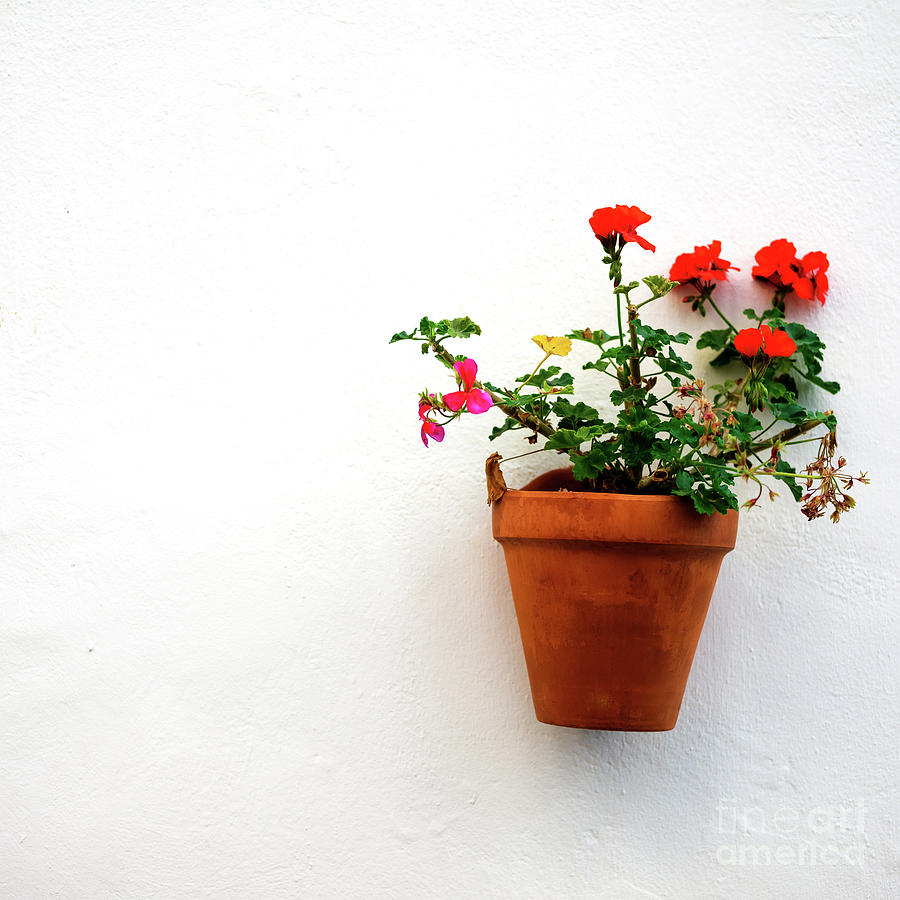 Wall Flowers in Seville Photograph by John Rizzuto