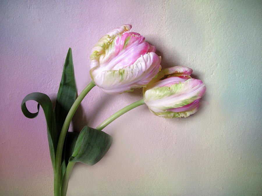 Nature Photograph - Wall Flowers by Jessica Jenney