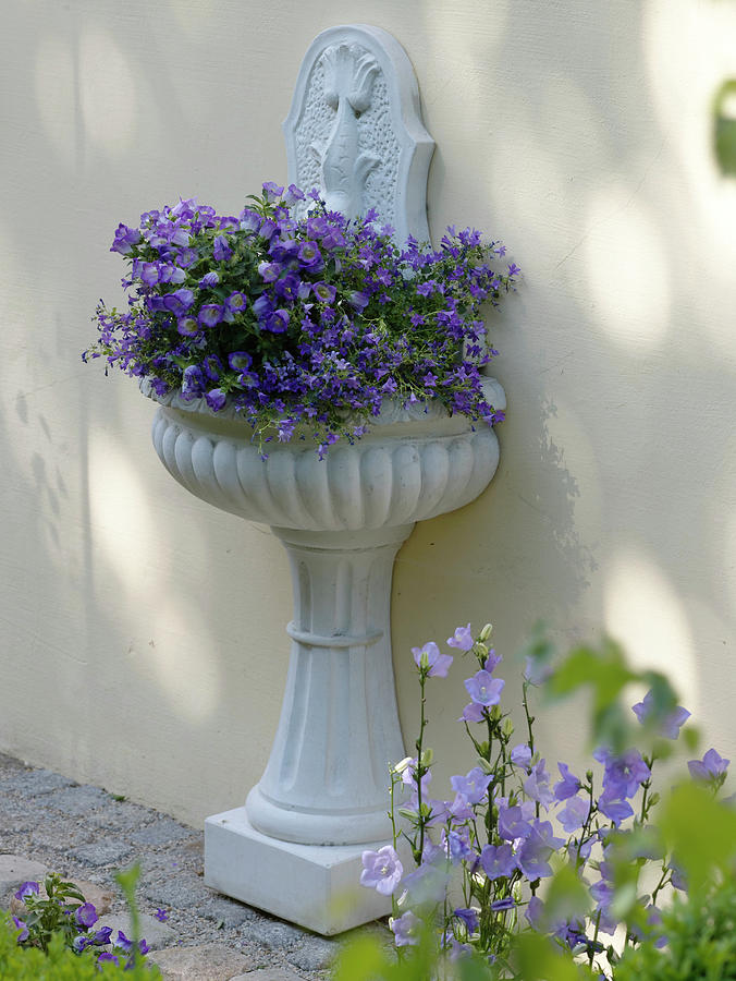 Wall Fountain Planted With Campanula Medium marian Bellflower Photograph by Friedrich Strauss