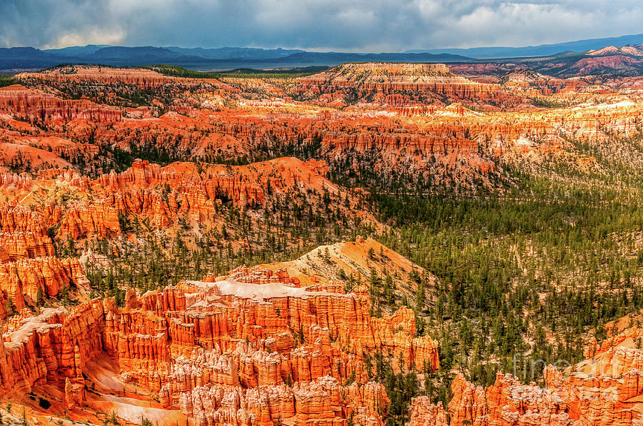 Wall Of Bryce Hoodoos Photograph by Greg Summers