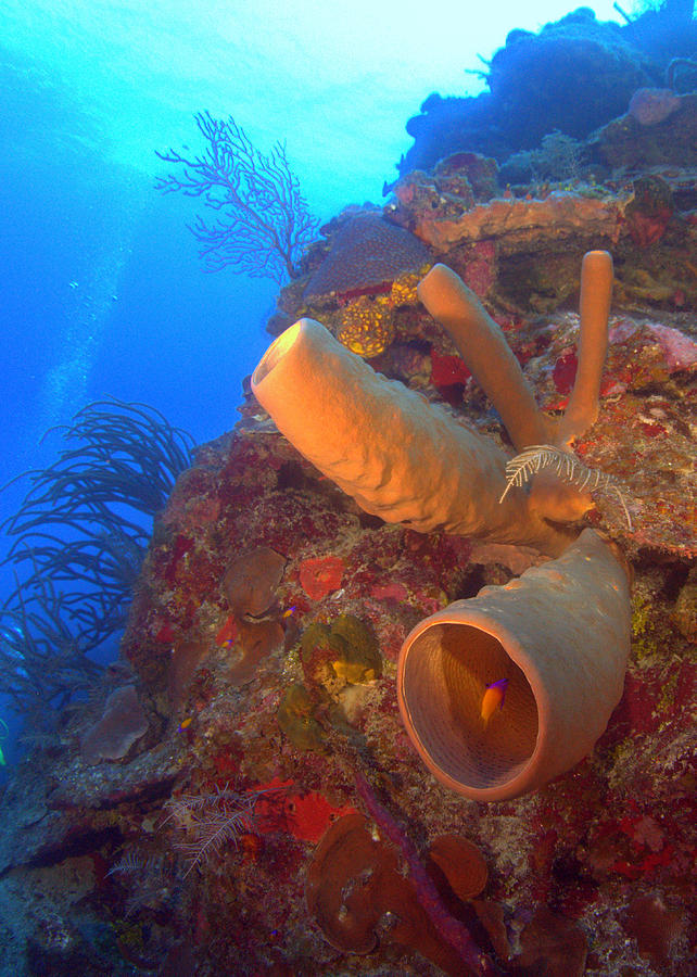 Tube Coral Photograph - Wall Sponge by Todd Hummel Tube Coral Photograph - Wall Sponge by Todd Hummel