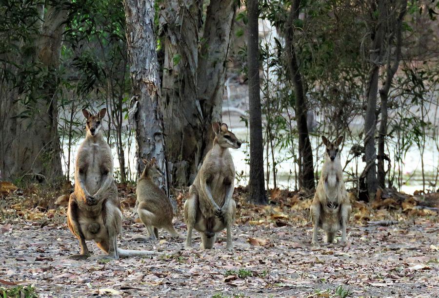 Animal Photograph - Wallabies Meet The Family by Joan Stratton