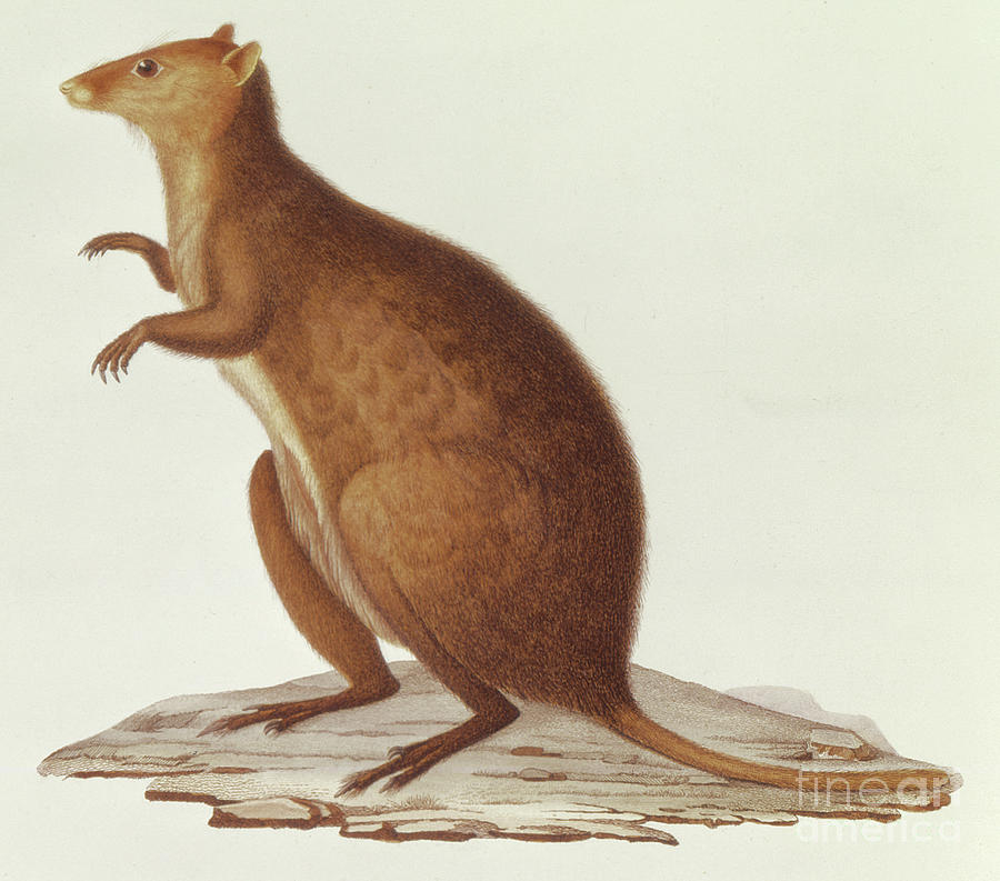 Animal Drawing - Wallaby or Short Tailed Kangaroo  Setonix brachyrus by Jean Gabriel Pretre