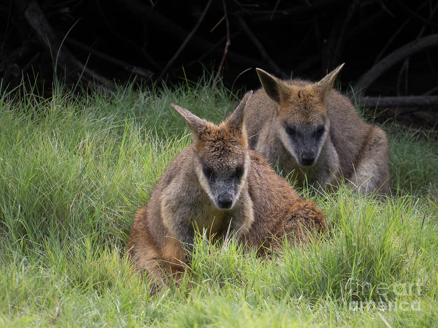 Wallaby sitting in Grass Photograph by Christy Garavetto