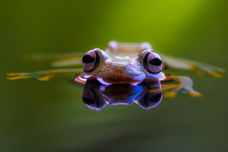 Wallace Flying Frog Photograph by Andi Halil