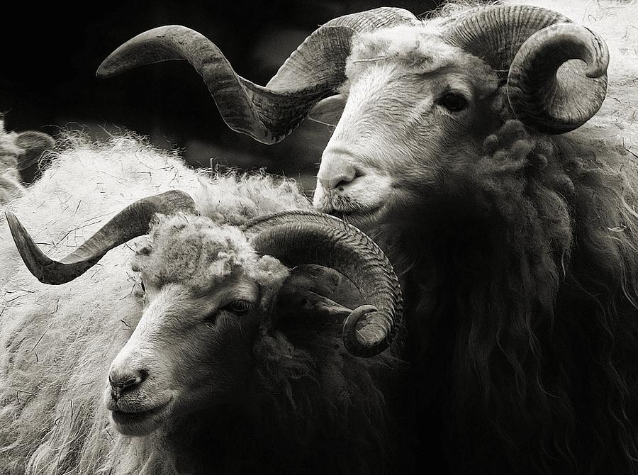 Wallachian Sheep Photograph by Just For Fun