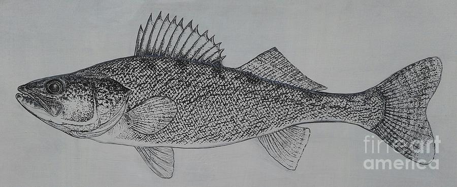 Walleye Drawing by Charles Weiss