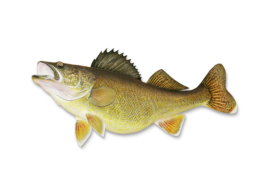Walleye With Clipping Path Photograph by Georgepeters