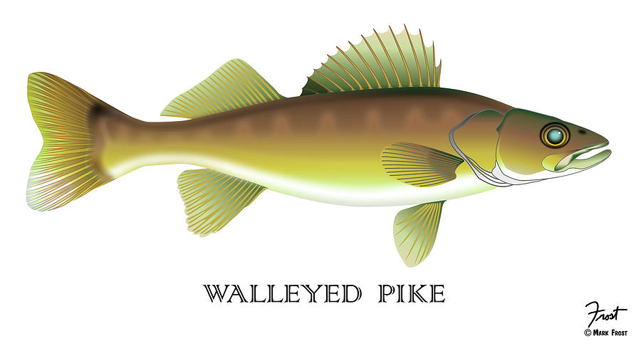 Fish Digital Art - Walleyed Pike by Mark Frost