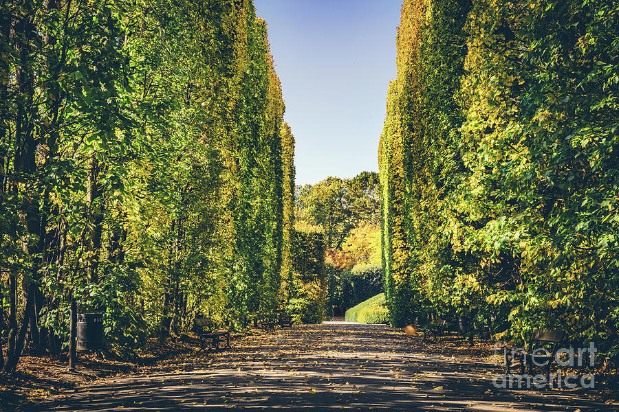 Walls of green trees in a fall season. Photograph by Michal Bednarek