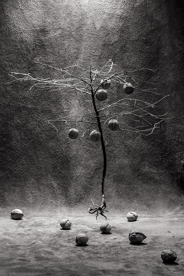Still Life Photograph - Walnut by Brigbarkow