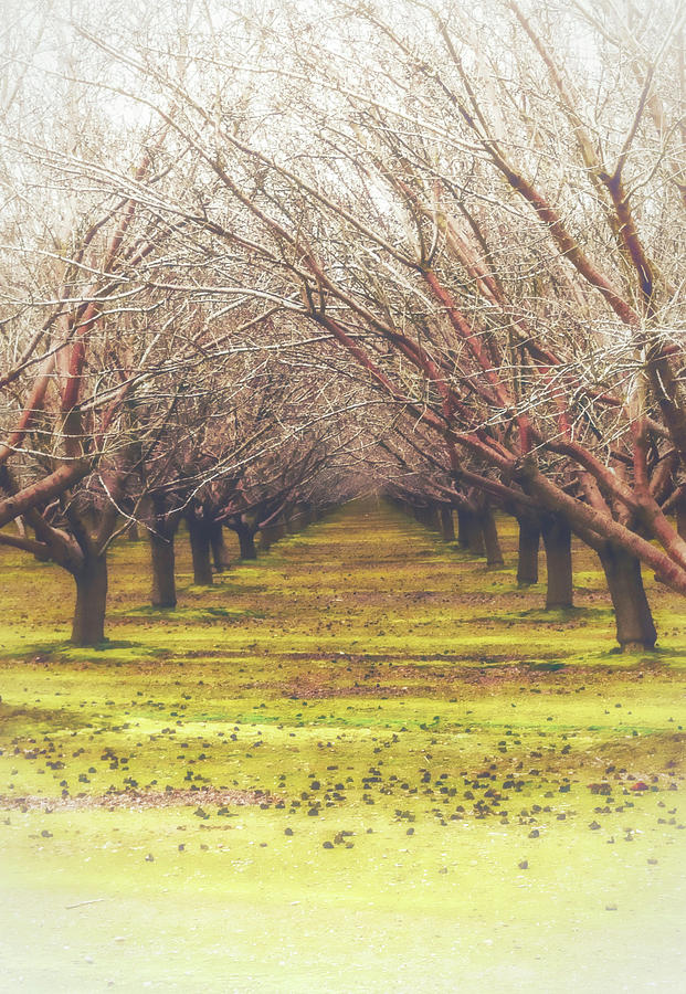 Walnut Orchard Photograph by Steph Gabler