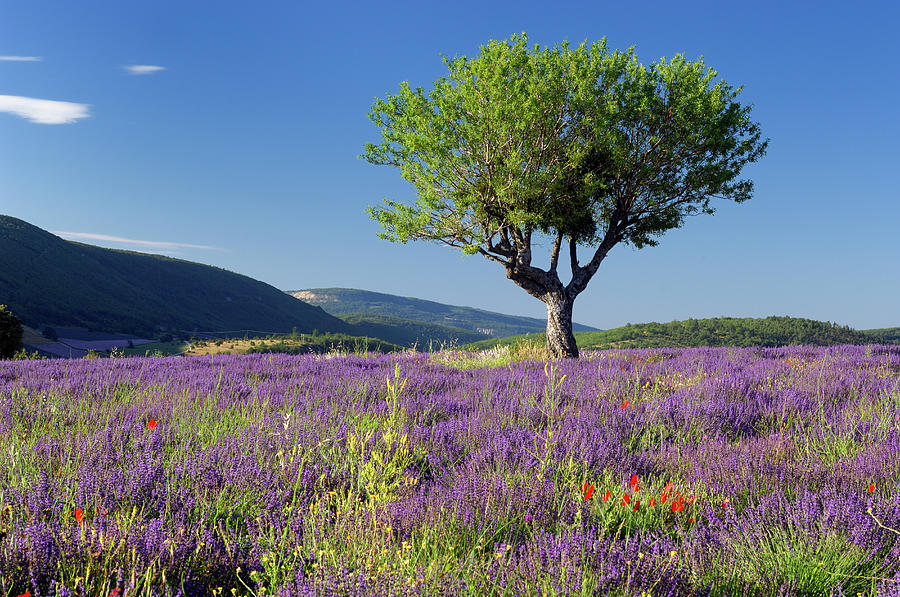 Walnut Tree In A Lavender Field Photograph by Cornelia Doerr