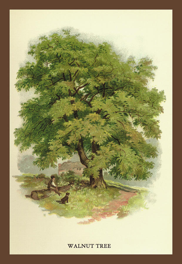 Walnut Tree Painting by W.H.J. Boot
