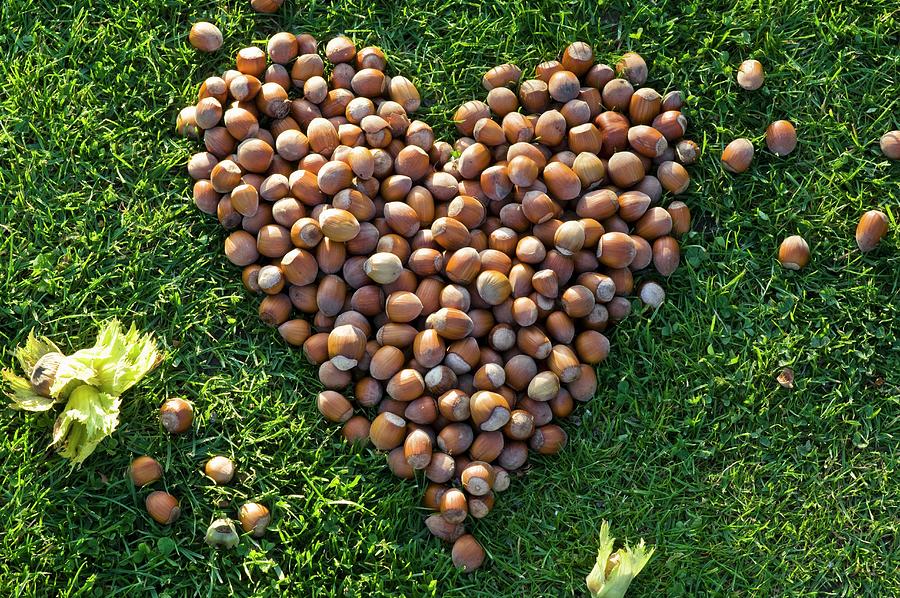 Walnuts Forming A Heart On Grass Photograph by Strauss, Friedrich