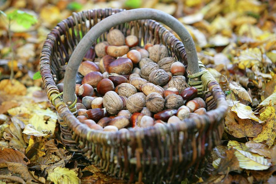 Walnuts, Hazelnuts And Chestnuts In A Basket Sitting On Autumn Leaves Photograph by Besancon, Lydie