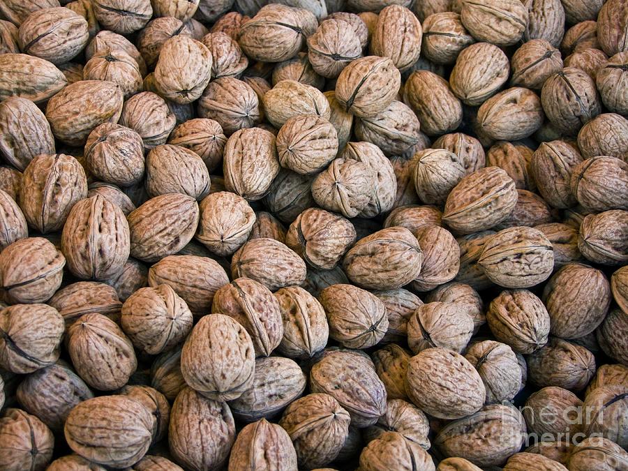 Walnuts (juglans Regia) For Sale Photograph by Martyn F. Chillmaid/science Photo Library