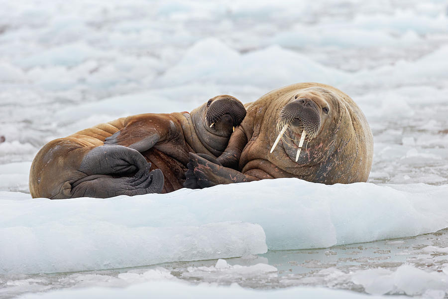 Walrus And Calf On Ice Photograph by Suzi Eszterhas