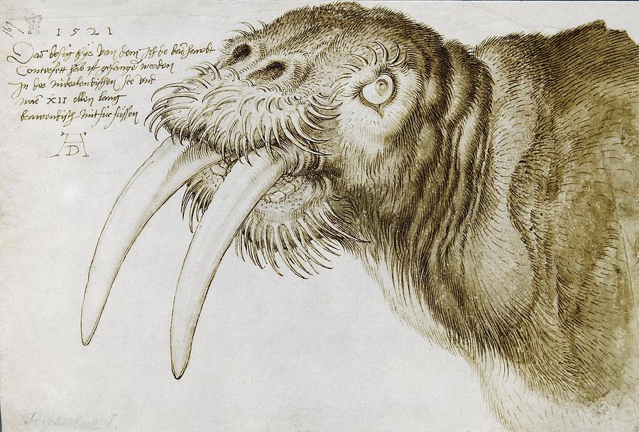 Walrus, around 1515. Pen and watercolour on paper, 20,9 x 30,9 cm. Drawing by Albrecht Durer -1471-1528-