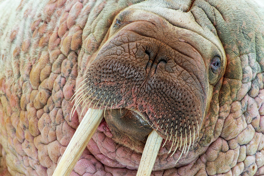 Walrus Close-up Portait Photograph by Heike Odermatt