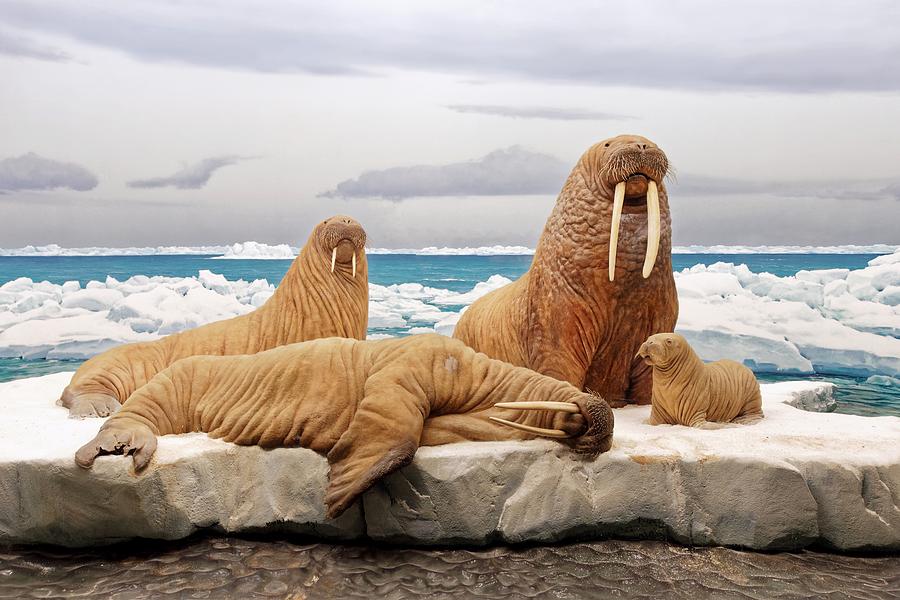 Walrus Diorama - L.A. County History Museum Photograph by KJ Swan