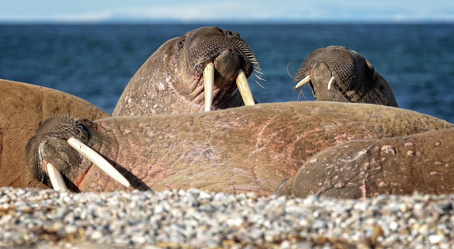 Walrus haul out in Svalbard, Norway Photograph by Steven Upton