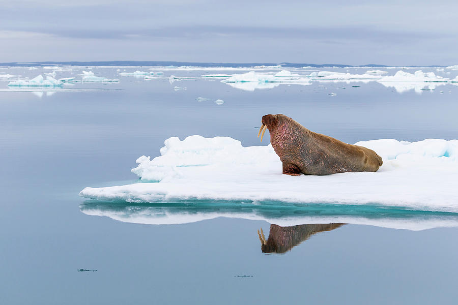 Walrus Lying On Ice Floe Photograph by Heike Odermatt