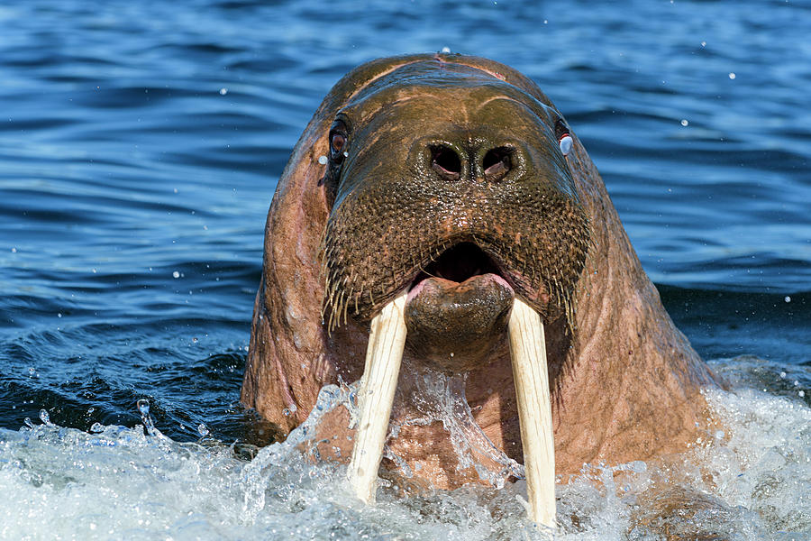 Walrus Male In Water, Vaygach Island, Arctic, Russia, July Photograph ...