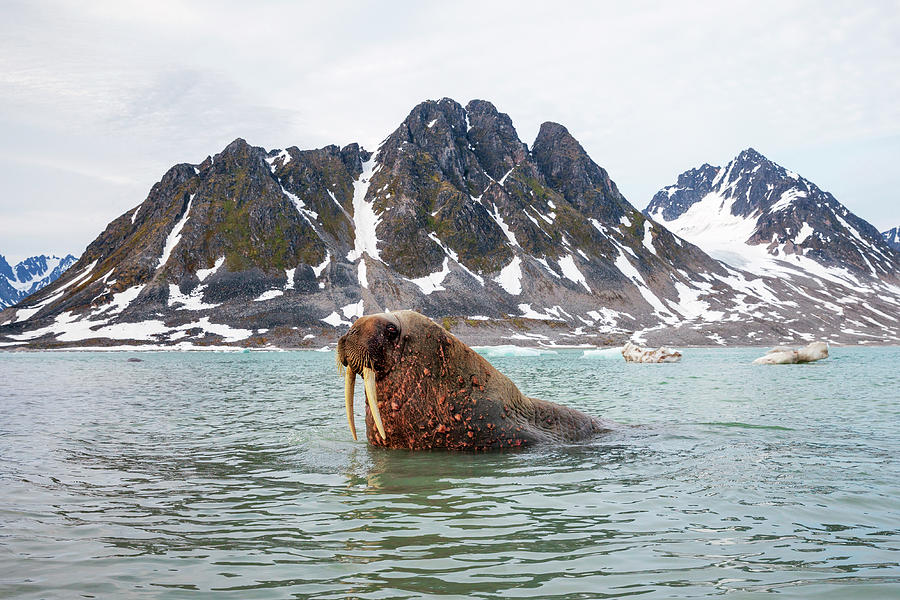 Walrus Near Coast Photograph by Heike Odermatt