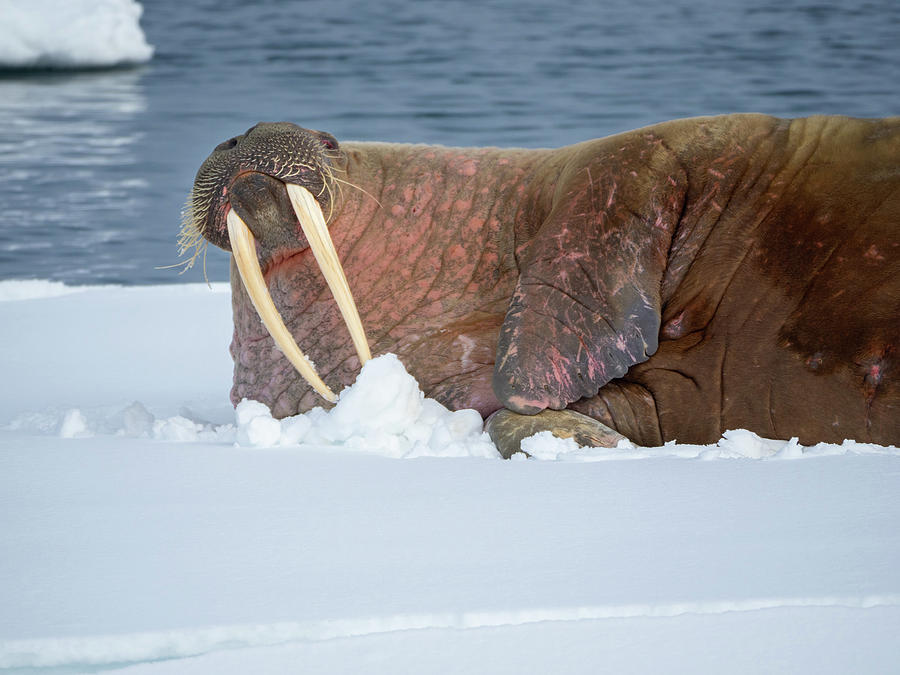 Walrus on ice Photograph by Dan Leffel - Pixels