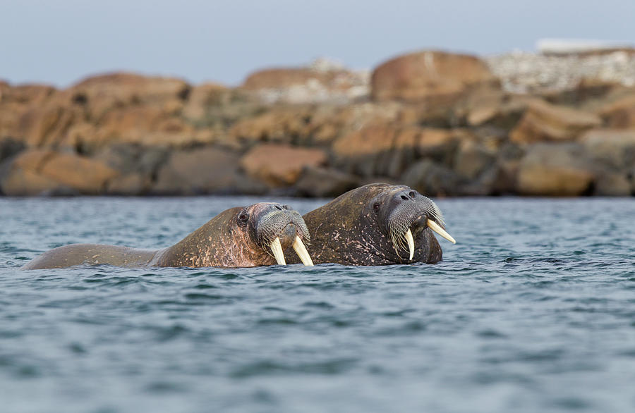 Walrus Pair Odobenus Rosmarus At Sea In Photograph by Mark Smith
